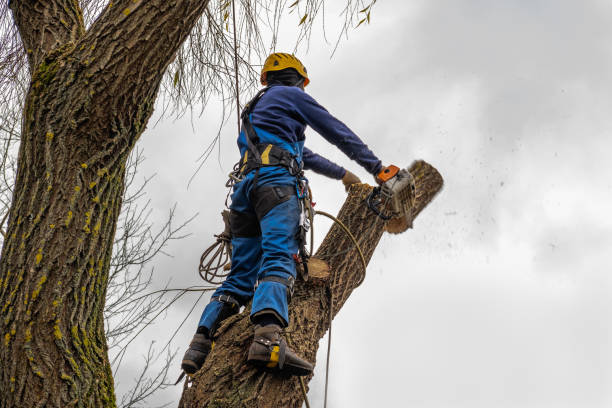 Best Root Management and Removal  in Mcmechen, WV