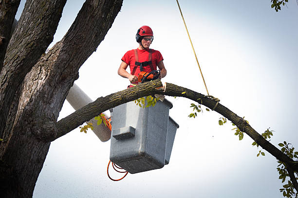 Best Palm Tree Trimming  in Mcmechen, WV